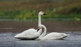 鸟类除虫喷雾爆料视频,高效除虫，守护家园新利器